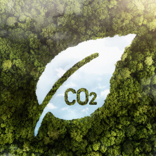 Bos met CO2 reductie