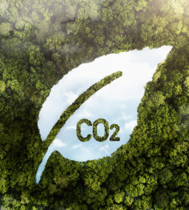 view-green-forest-trees-with-co2.jpg