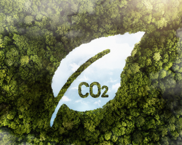 Bos met CO2 reductie